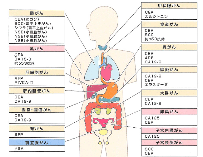 腫瘍 マーカー 下がっ た